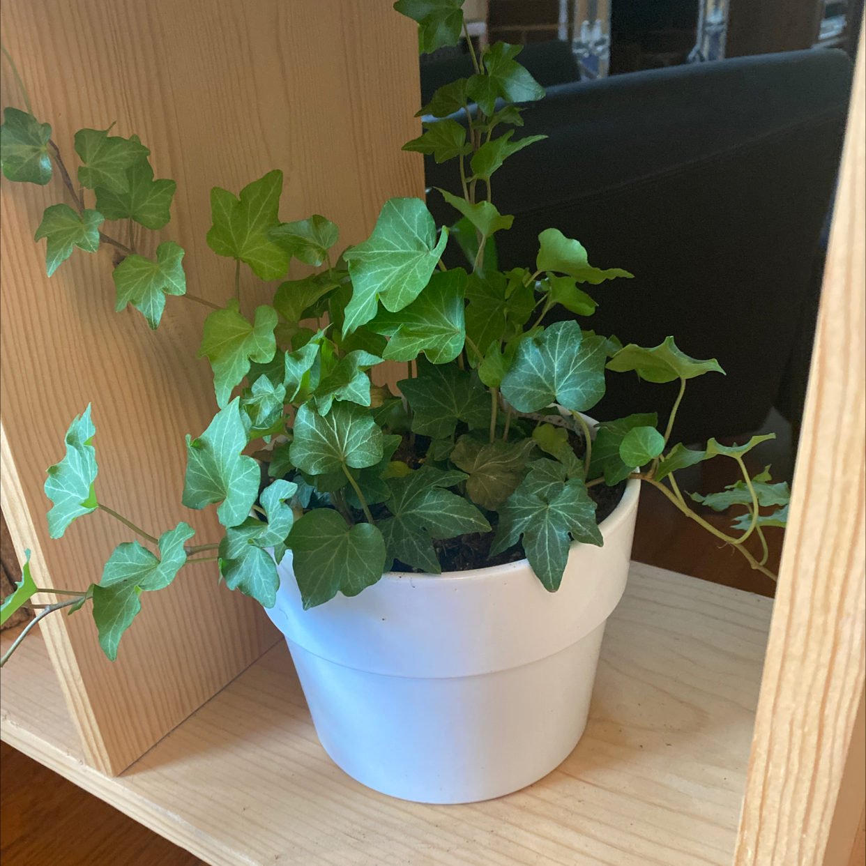 A thriving English Ivy plant with lush green leaves in a white planter, sitting on a light wood shelf.