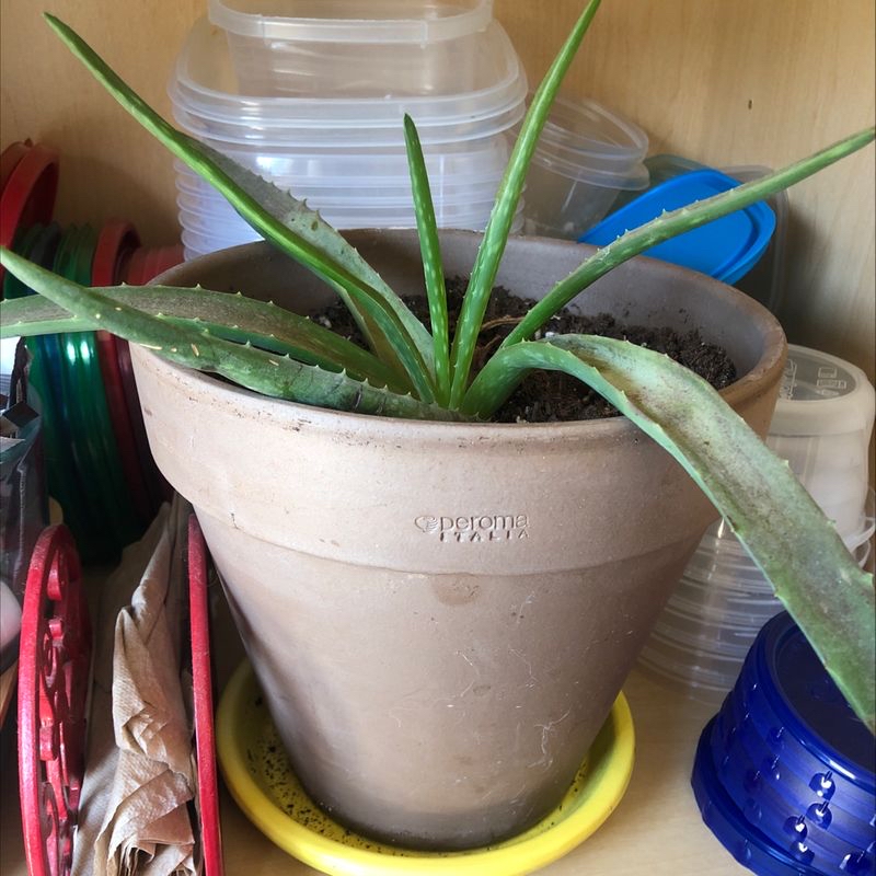 Photo of the plant species Moonlight Crest Cactus by Amber named Spike on Greg, the plant care app