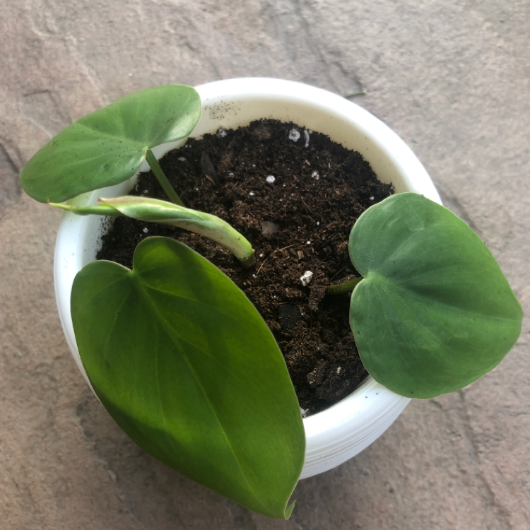 Healthy Heartleaf Philodendron in white ceramic pot, with vibrant green heart-shaped leaves and visible soil.