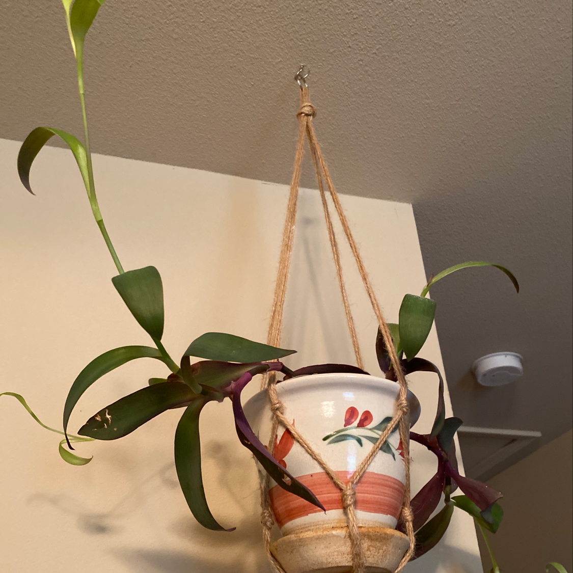 Healthy potted Purple Heart plant with vibrant purple leaves hanging in a macrame hanger, centered and in focus.