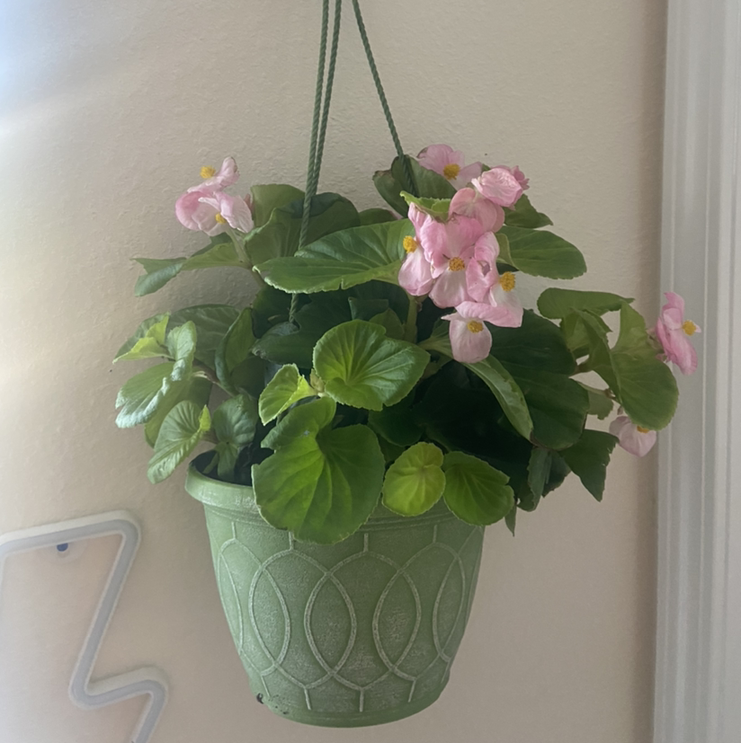 Hanging potted Clubed Begonia with green leaves and pink flowers.