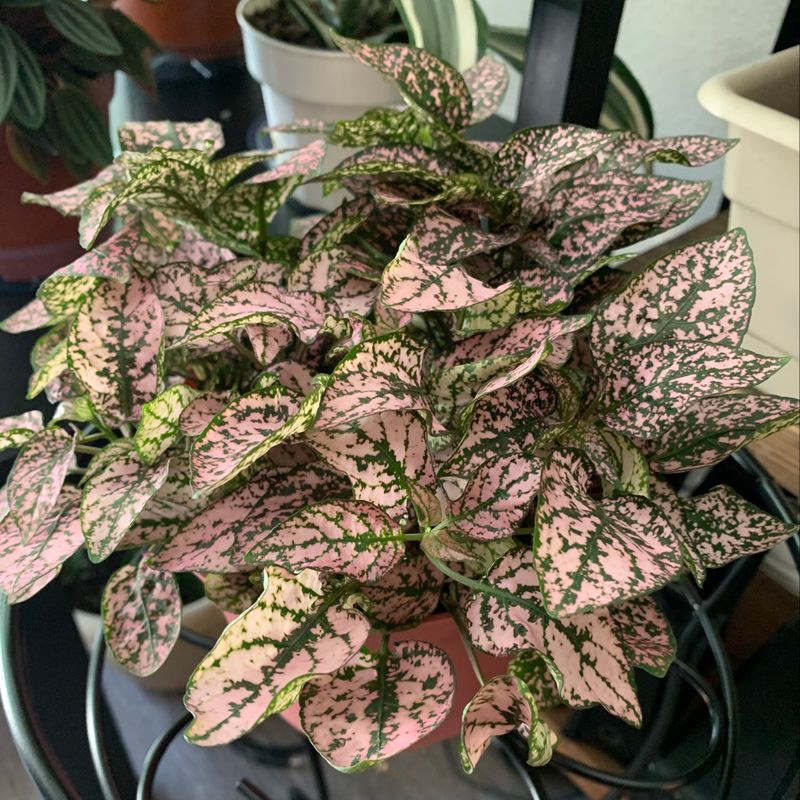 Healthy, mature Polka Dot Plant with vibrant pink and green variegated leaves, held by a human hand to showcase the coloring.