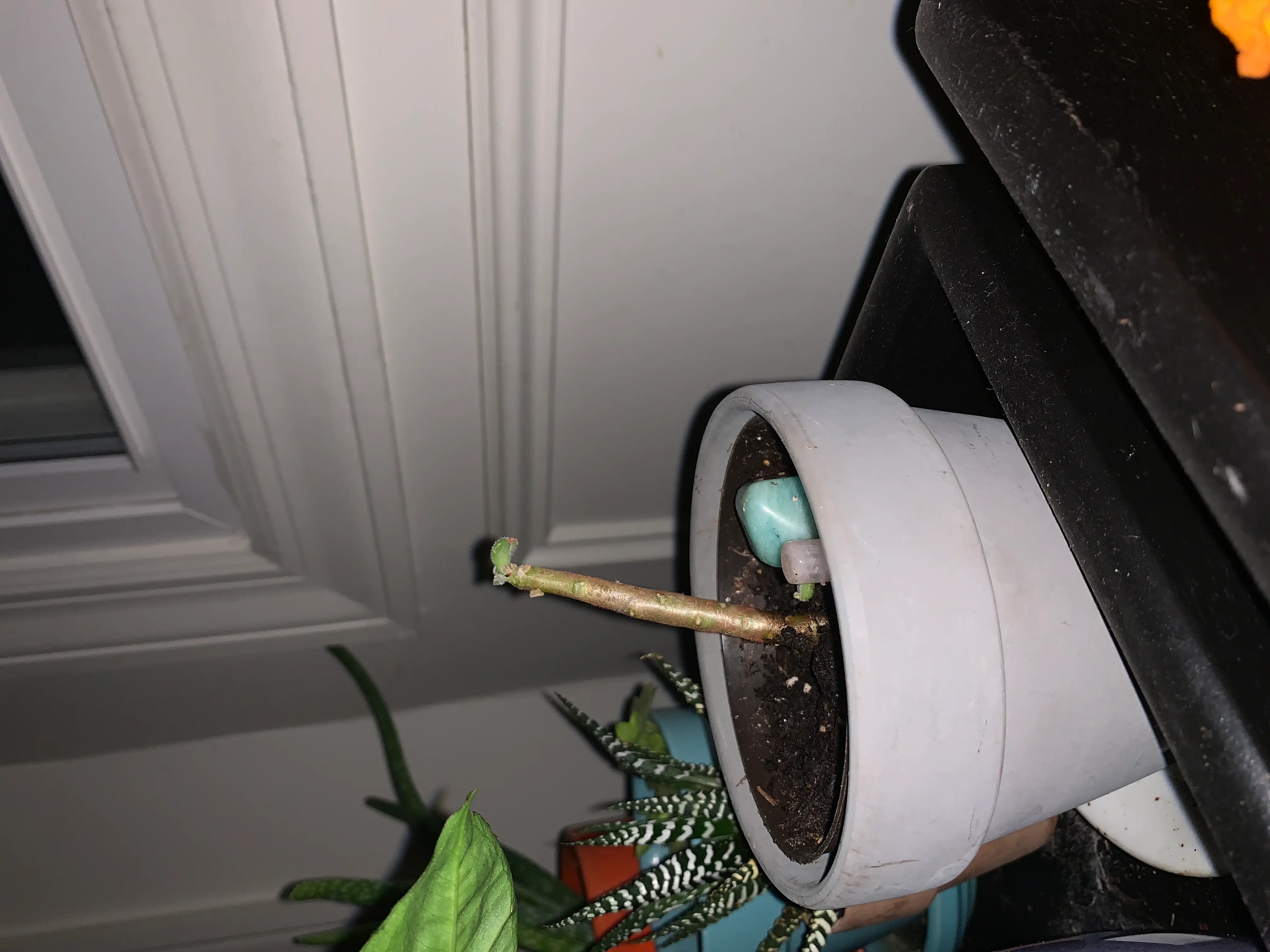 Plant care for King Anthurium on Greg, the plant care app