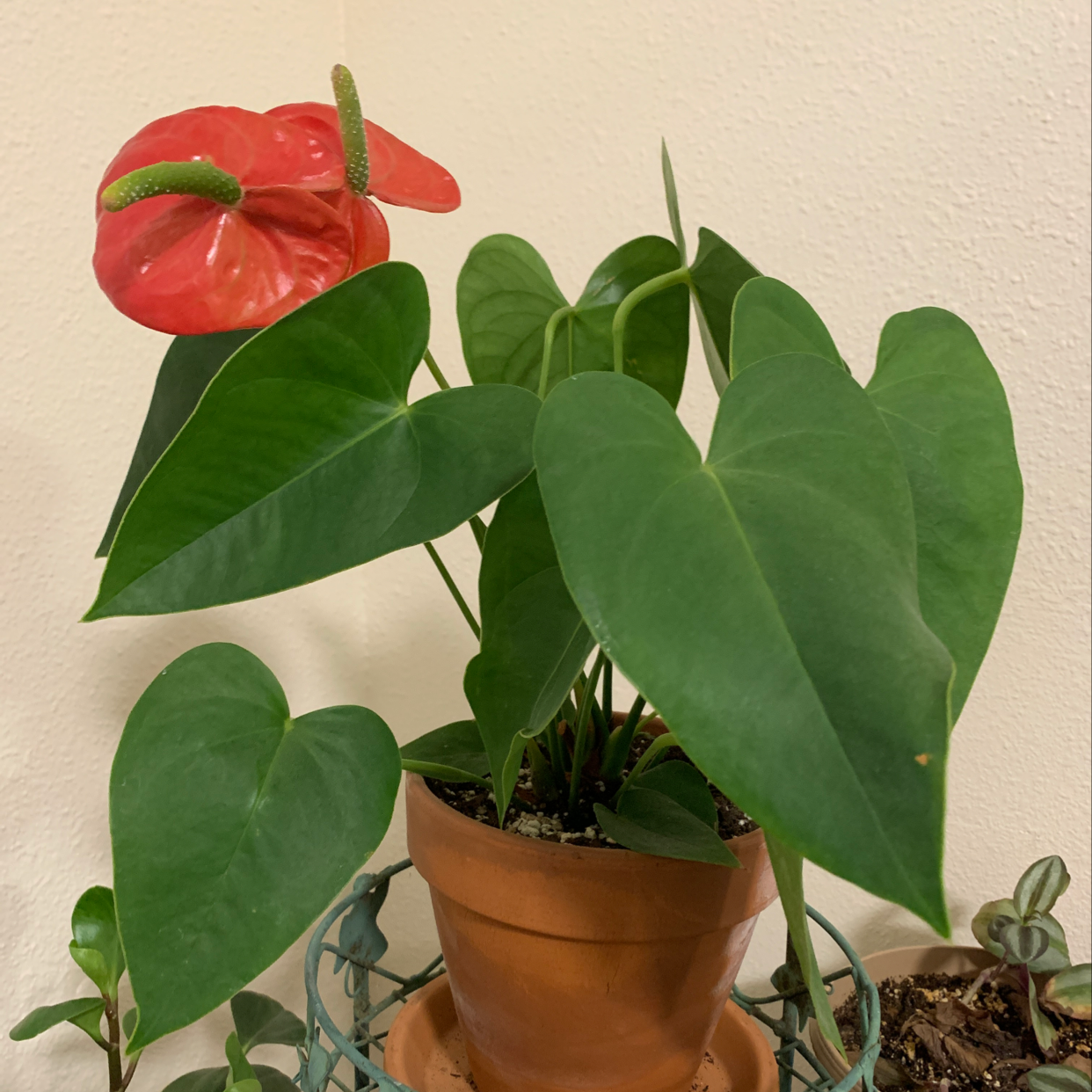 Healthy anthurium plant with glossy green leaves and a bright red flower spathe, potted in a terra cotta container.