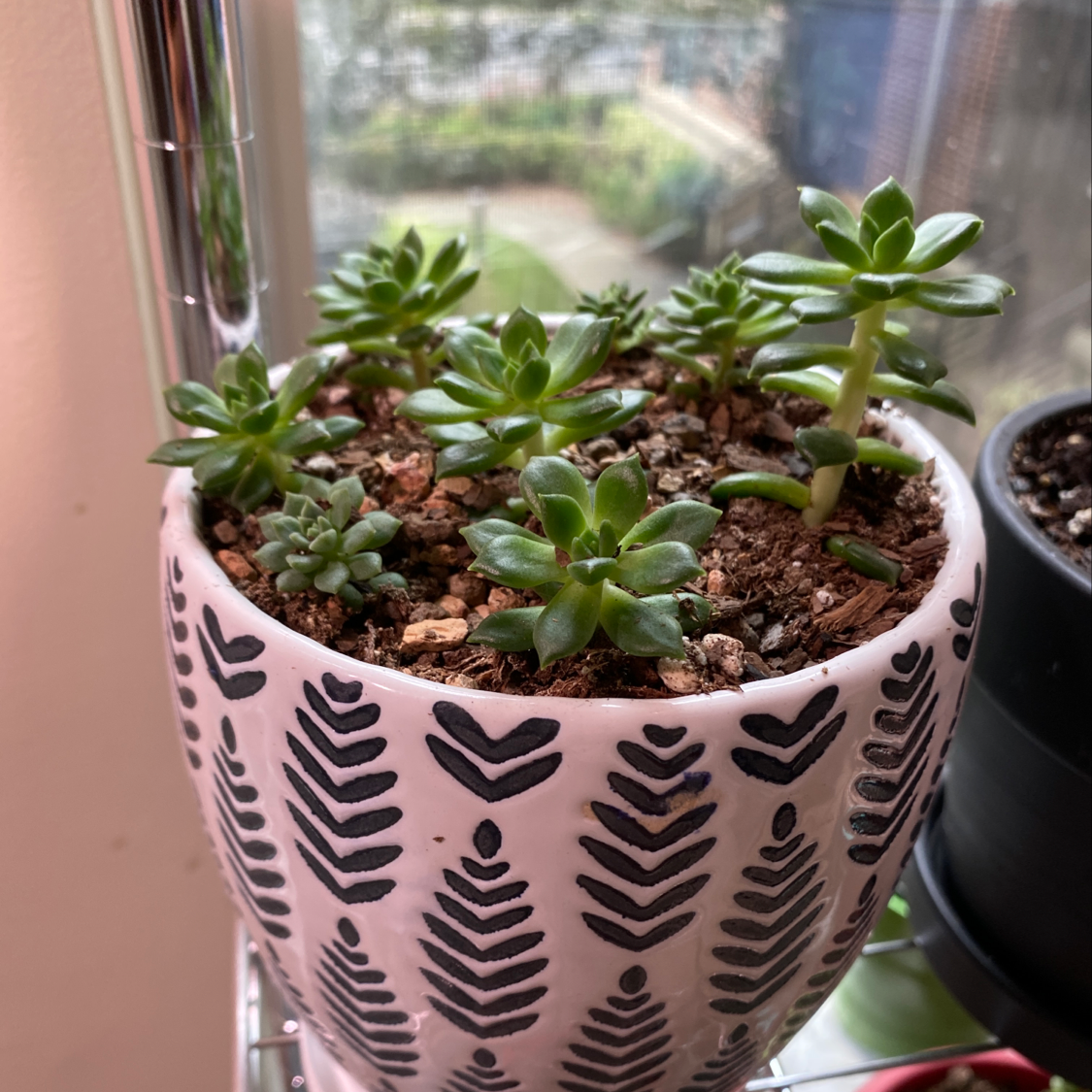 Jelly Bean Plant in a decorative pot near a window, healthy with visible soil.