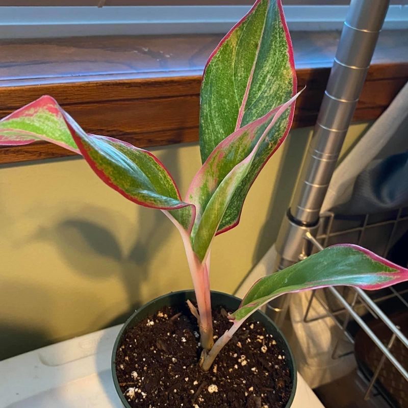 Healthy variegated Canna Lily plant with pink, green and white leaves growing in a small pot on a window sill.