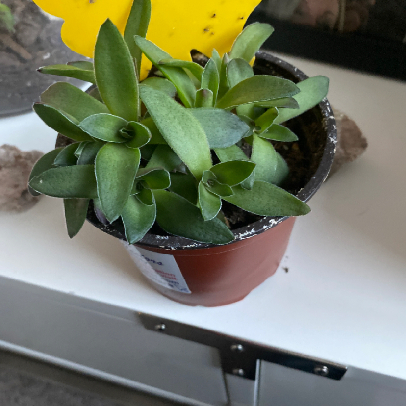 Photo of the plant species Kinzu Orange by @Mia named Crassula? on Greg, the plant care app
