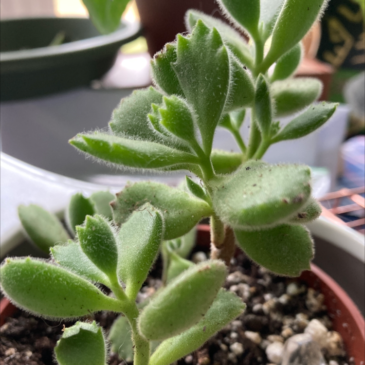 Bear's Paw plant (Cotyledon tomentosa) in a pot with visible soil, well-framed and in focus.