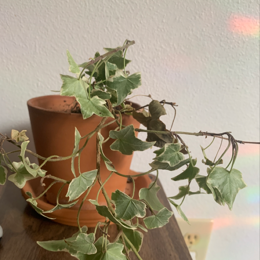 Healthy potted English Ivy plant with trailing vines and green heart-shaped leaves with white veins in a terracotta pot.