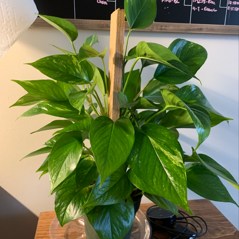 Photo of the plant species Platycerium by Ashlyn named Tolkien on Greg, the plant care app