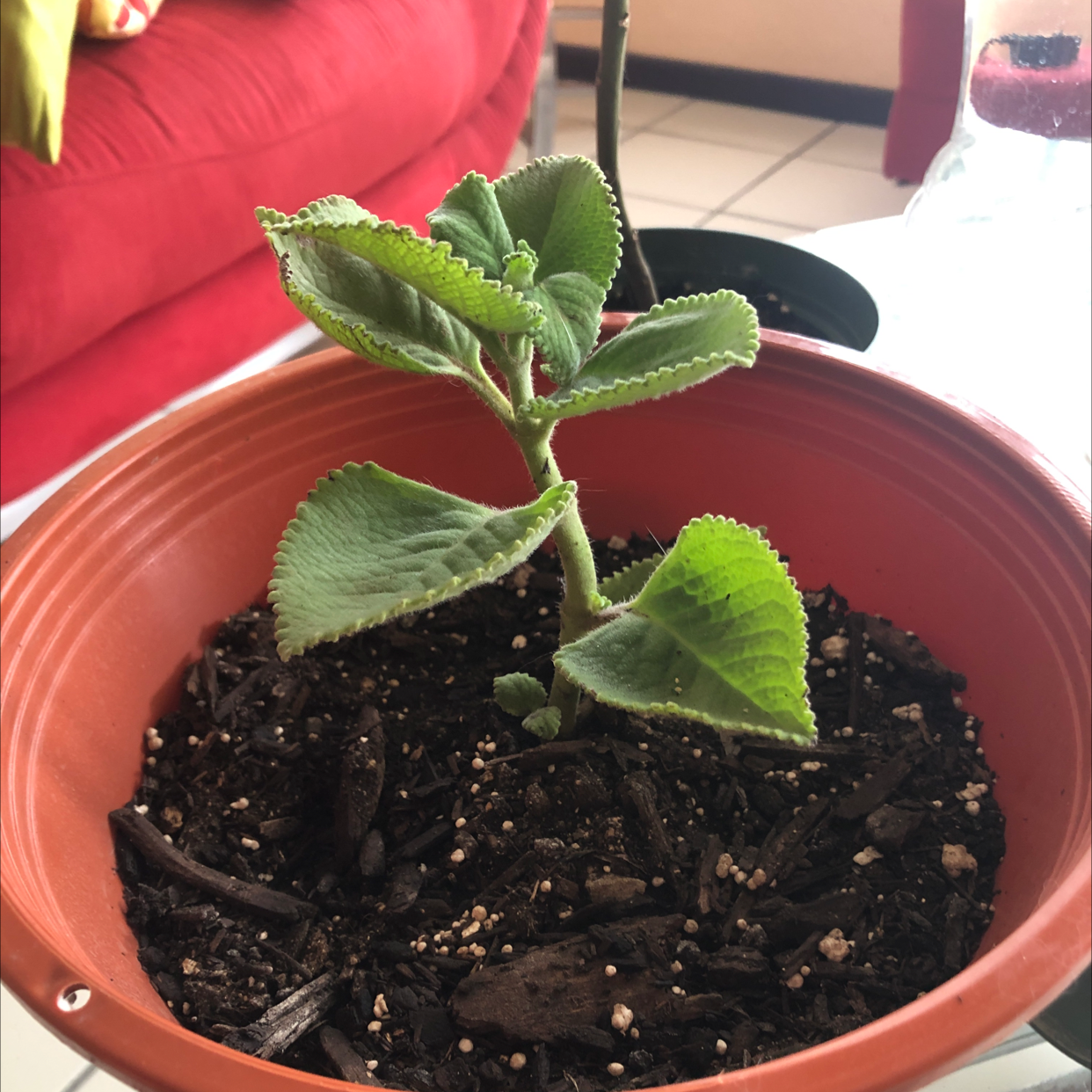 Potted Mexican Mint plant with green leaves in a well-maintained soil.