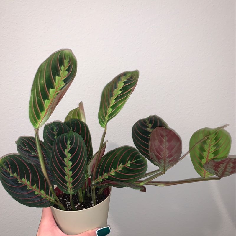 Vibrant, healthy Green Prayer Plant with distinctive veined leaves held in a human hand against a white background.