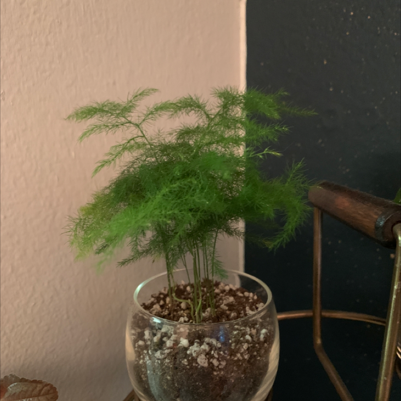 Healthy asparagus fern plant with lush green foliage in a glass container with decorative rocks, well-framed against a light wall.