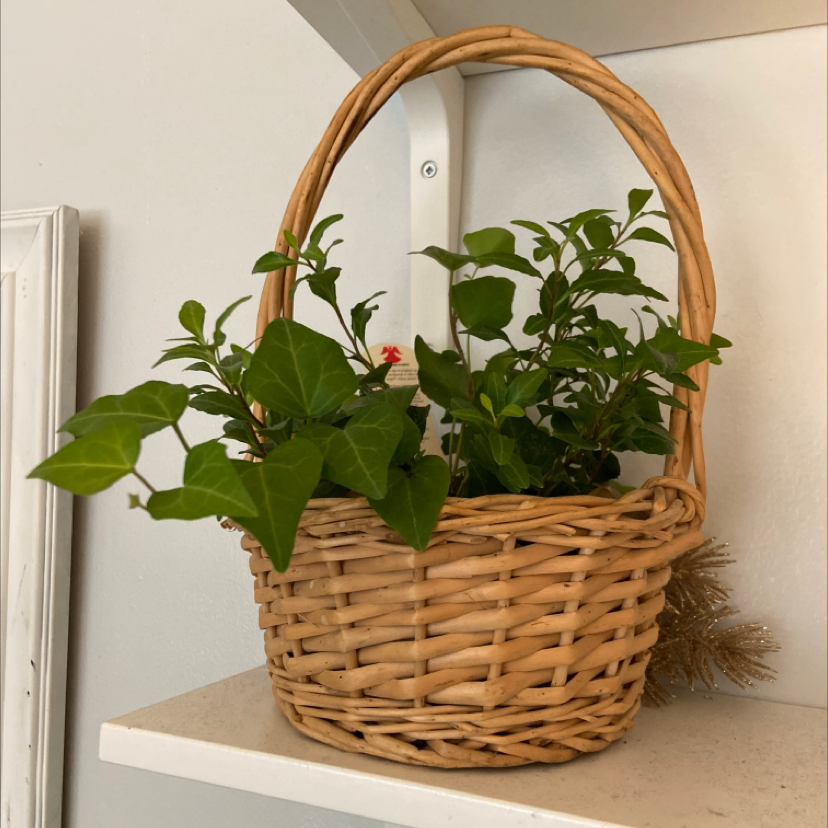 Marvel of Peru plant in a wicker basket on a shelf, with healthy green leaves.