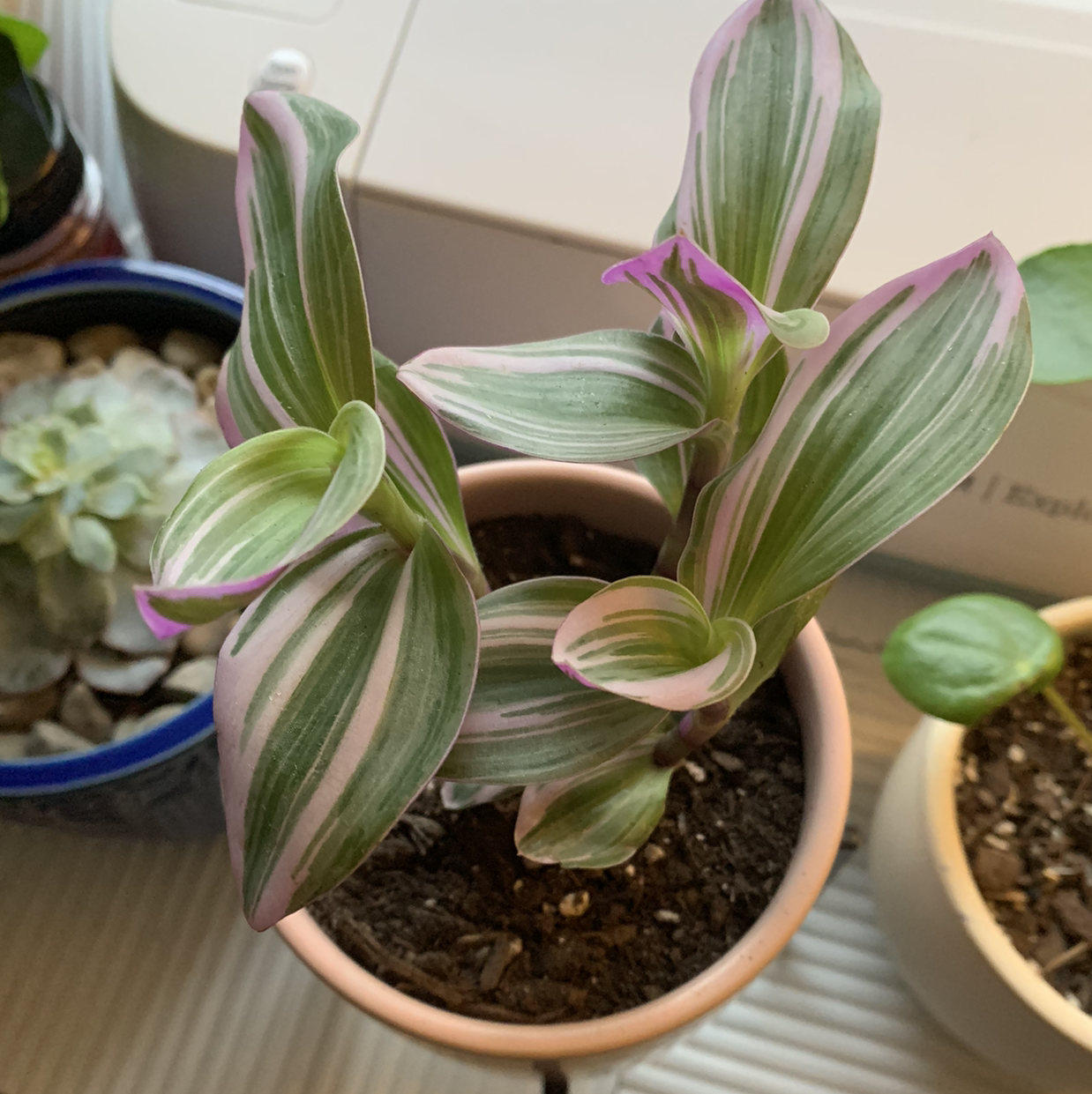 A healthy small-leaf spiderwort plant with variegated green and white leaves in a terracotta pot, next to a small succulent plant.