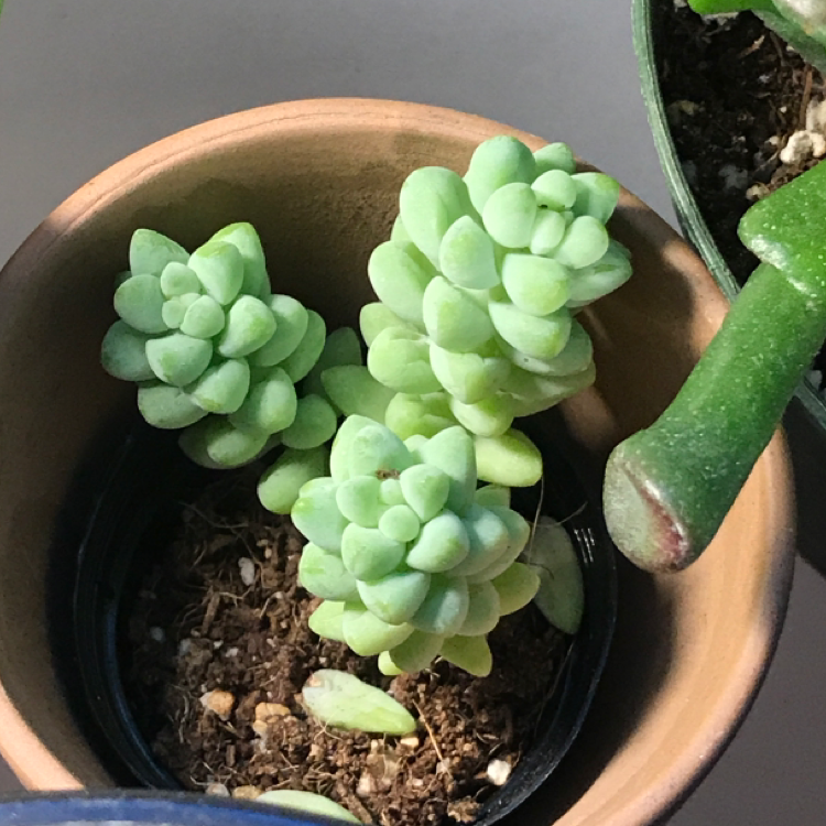 Close-up of a healthy Burro's Tail succulent with plump light green leaves trailing from a terracotta pot, alongside another small succulent plant.