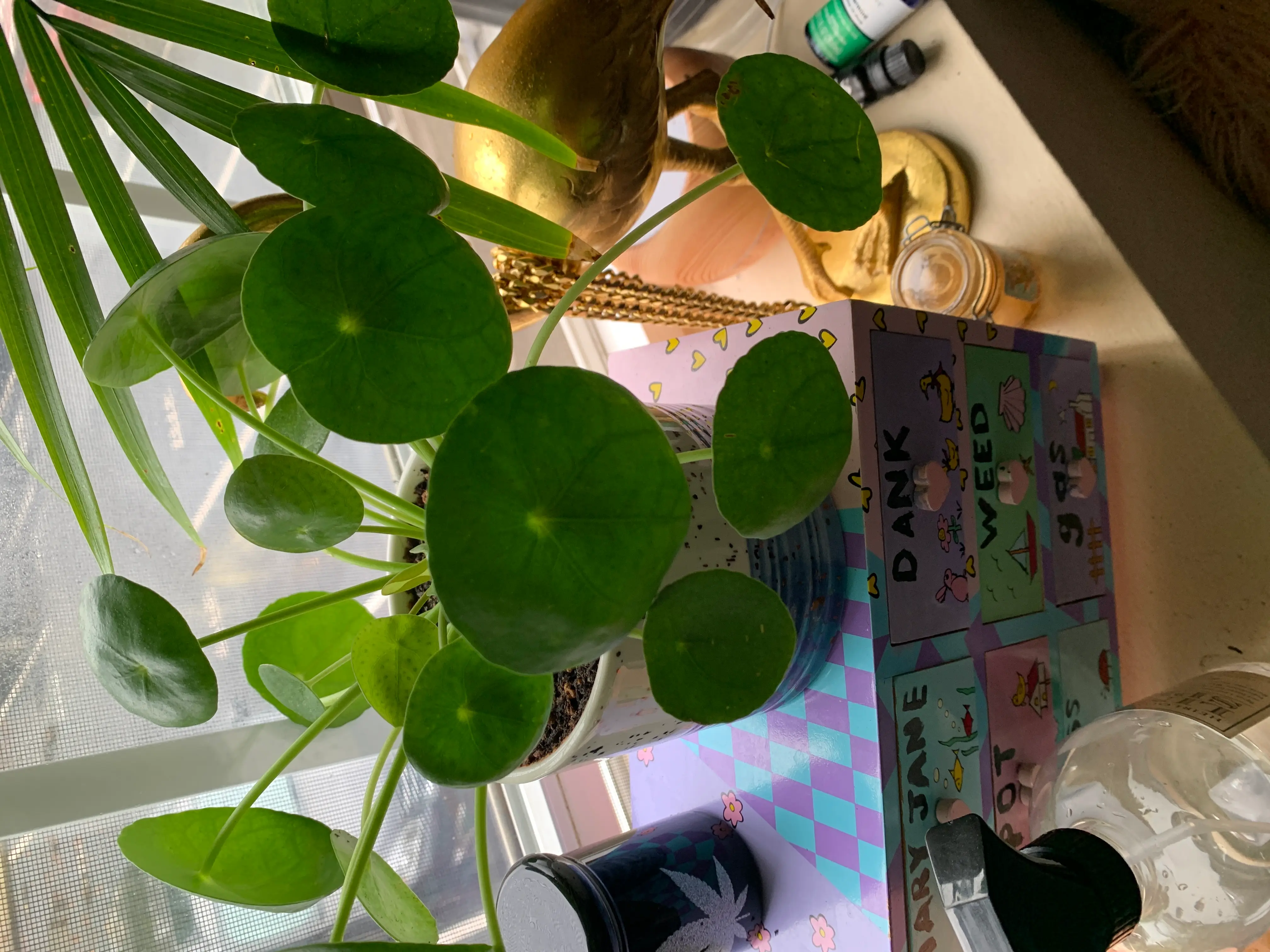Chinese Money Plant plant photo by @Karebear named Nipple on Greg, the plant care app.