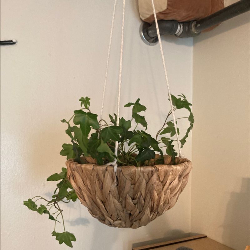Healthy English Ivy plant with lush green leaves hanging in a woven basket on a wall.