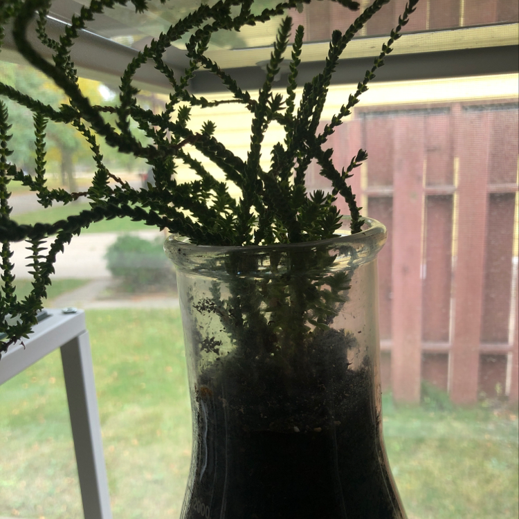 Sand Pygmyweed plant in a glass container with visible soil, placed near a window.
