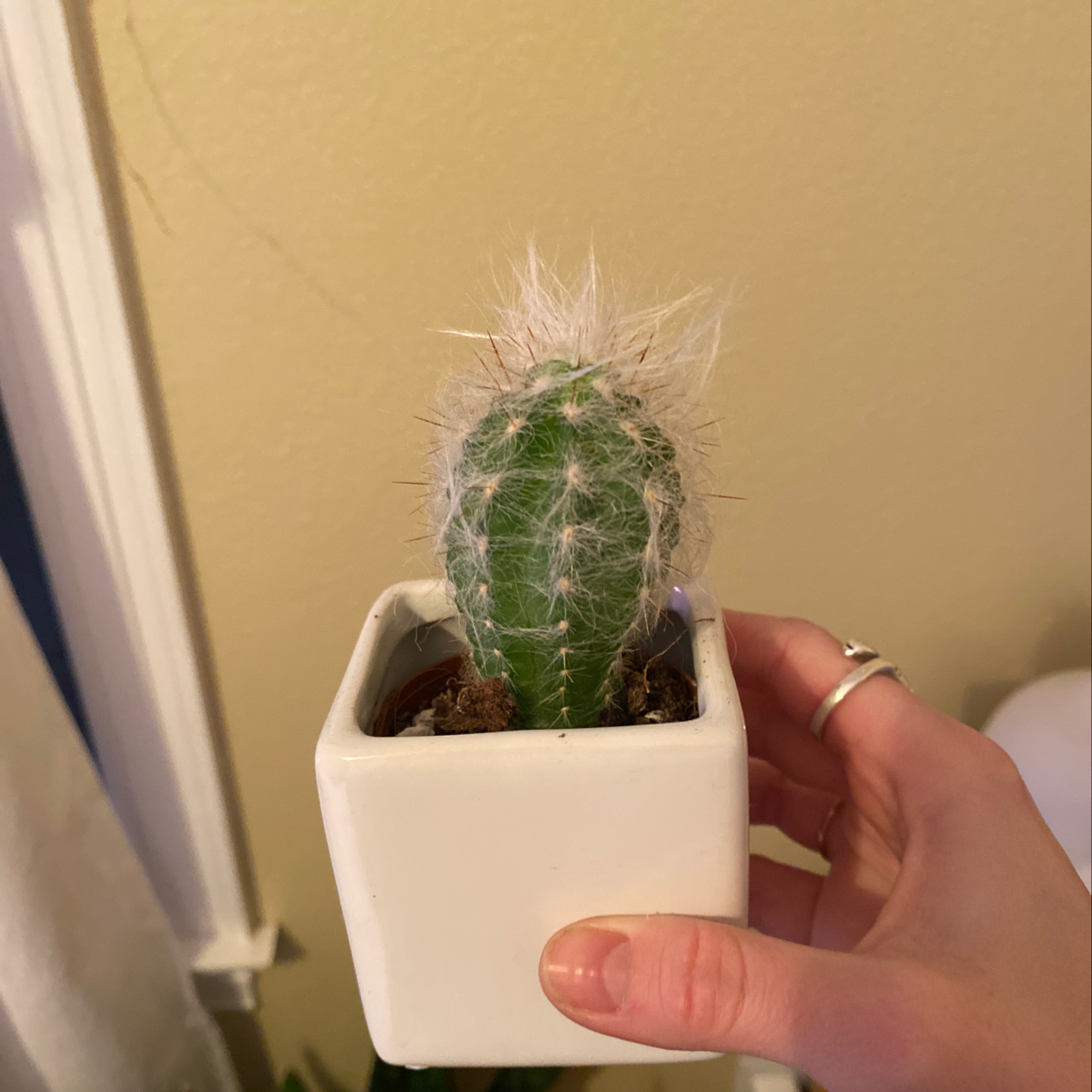 A healthy Blue Columnar Cactus in a white pot, held by a hand.
