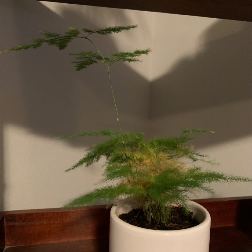 Photo of the plant species Emily Spike Moss by Yazmine named Asparagus Fern on Greg, the plant care app