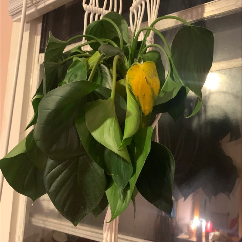 A thriving Anthurium andraeanum plant with glossy green leaves and a bright yellow spathe flower, growing indoors.