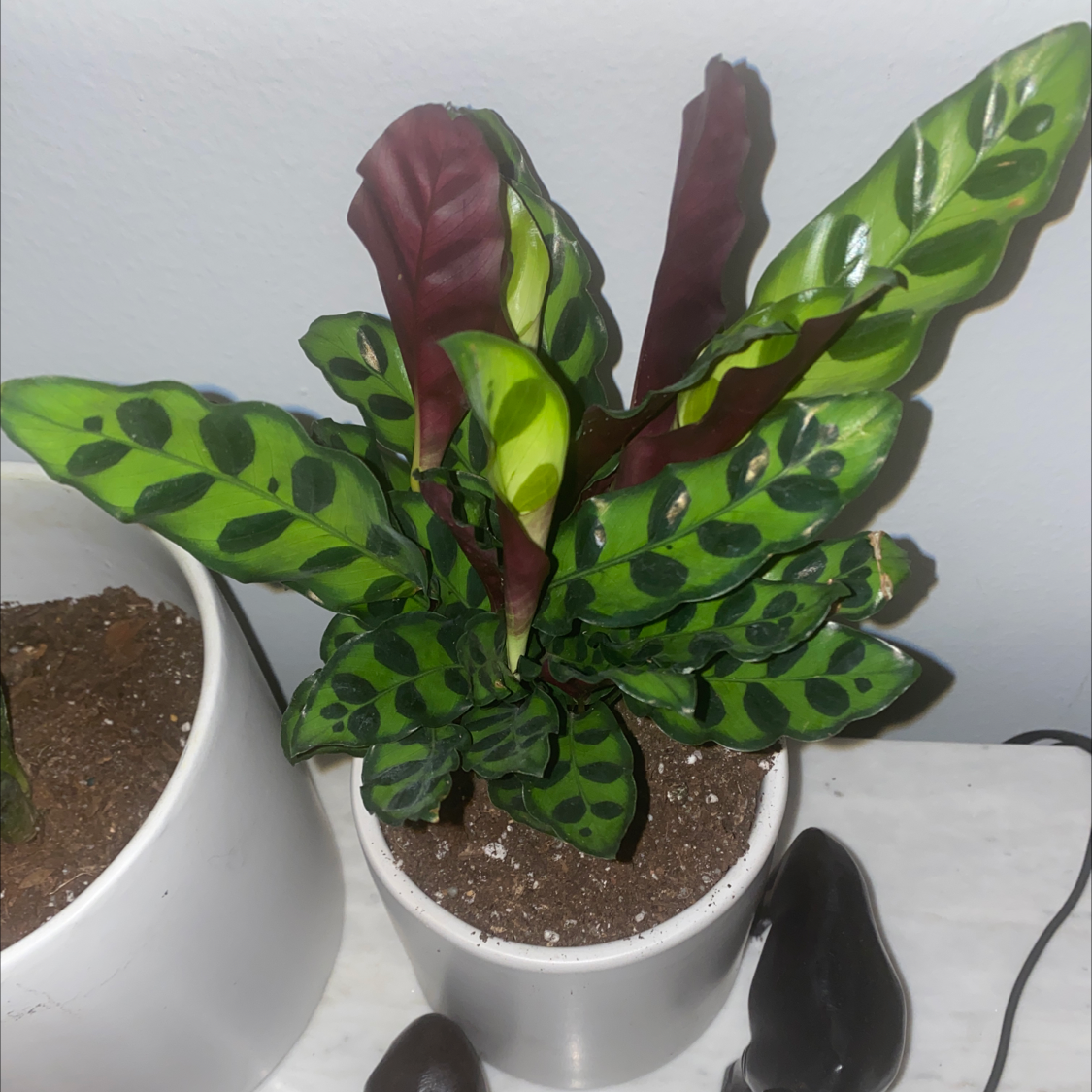 Why Are My Rattlesnake Plant Leaves Droopy?
