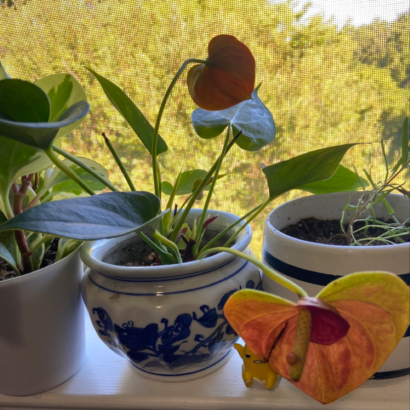 Healthy Painter's Palette plant with vibrant green leaves and a single red flower in a white pot.