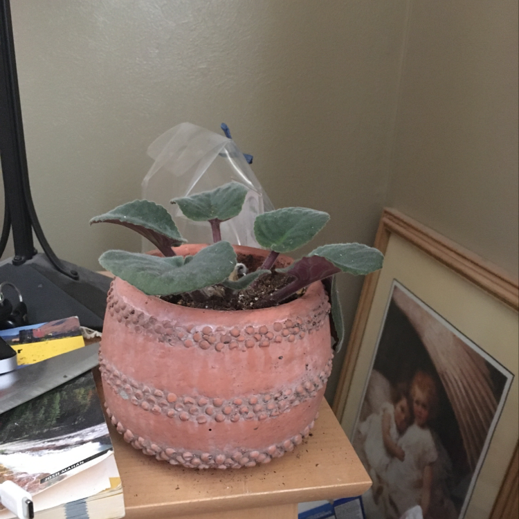 African Violet plant photo by @HistoricalBotanist named Beatrice on Greg, the plant care app.