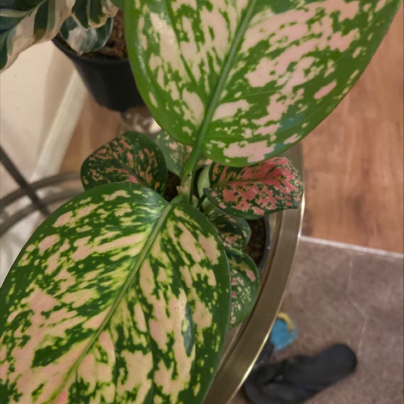 Plant care for Marigold on Greg, the plant care app