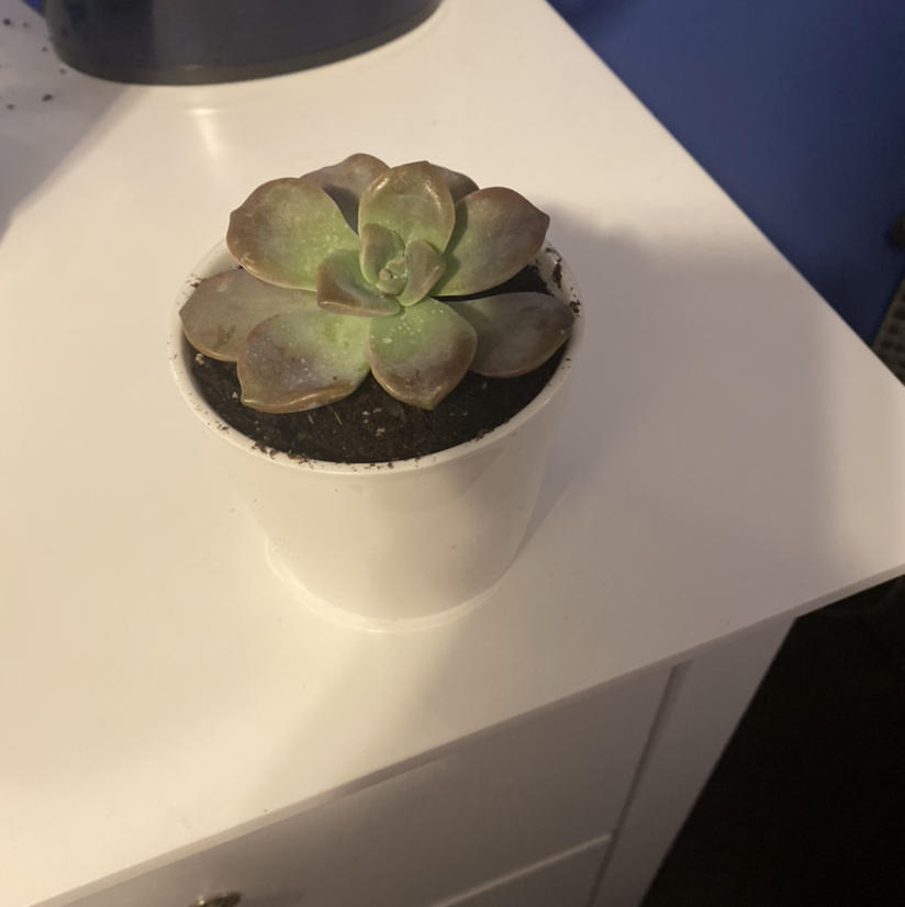 Tree Aeonium succulent in a white pot on a white surface, with slightly discolored leaves.