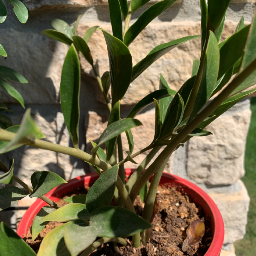 A healthy ZZ plant with glossy dark green leaves in a red pot, soil visible.