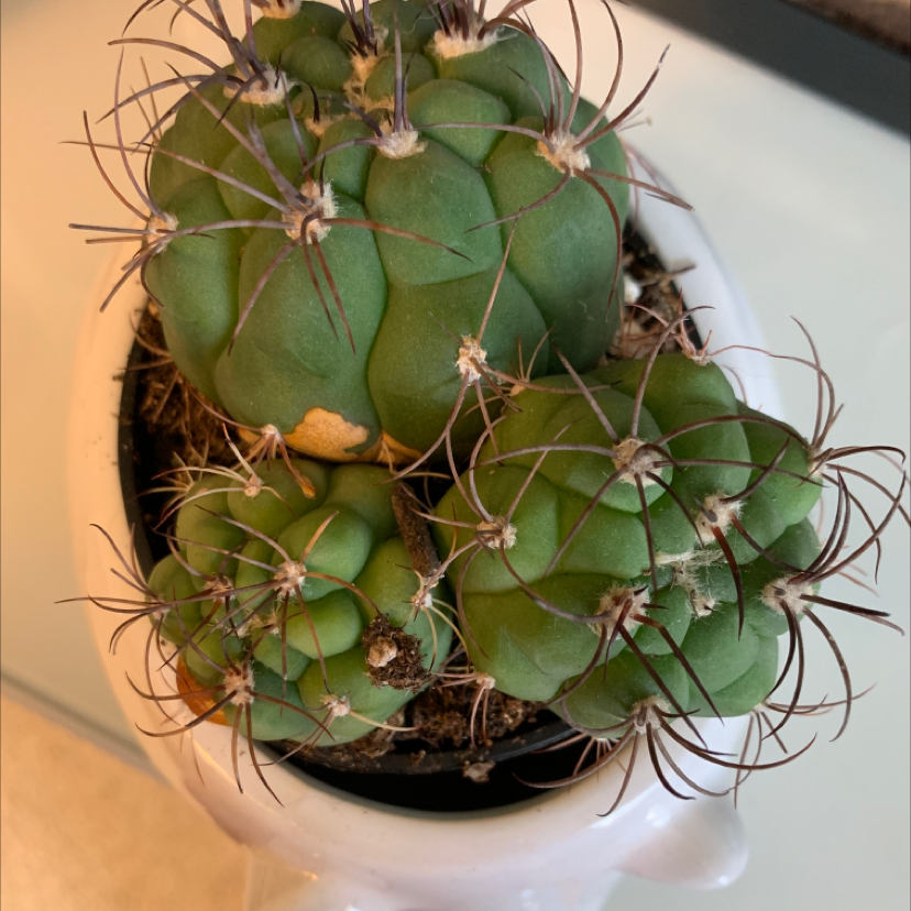 Sonora Barrel cactus in a white pot with visible soil and some discoloration.