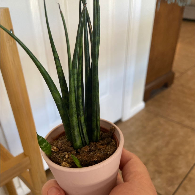 Cylindrical Snake Plant in a small pot, held by a hand. Soil is visible.
