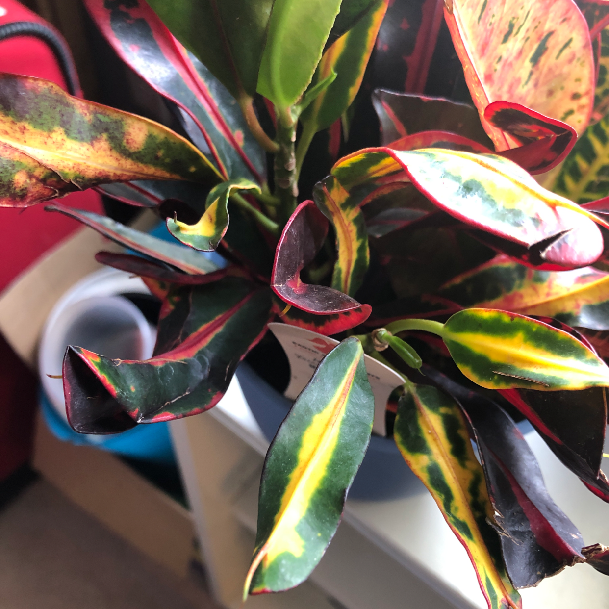 Close-up of a vibrant, healthy Croton 'Petra' plant with glossy, colorful variegated leaves in shades of red, green and yellow.