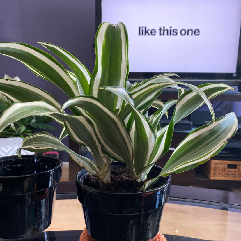 Healthy striped cornstalk dracaena plant in black pots on wooden surface with sign in background saying 