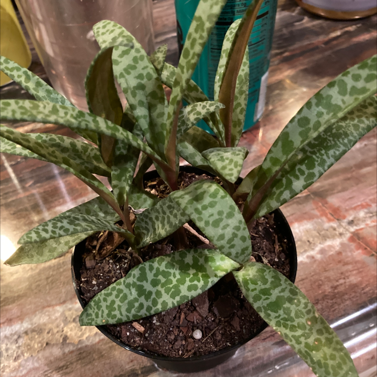 Photo of the plant species Silver Squill by @Missesmassacre named Zeus on Greg, the plant care app