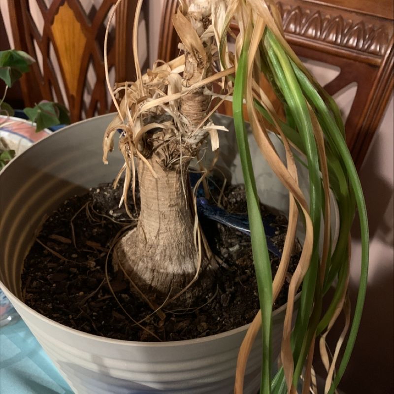 Healthy Ponytail Palm houseplant with swollen base and long, green leaves in a white ceramic pot.