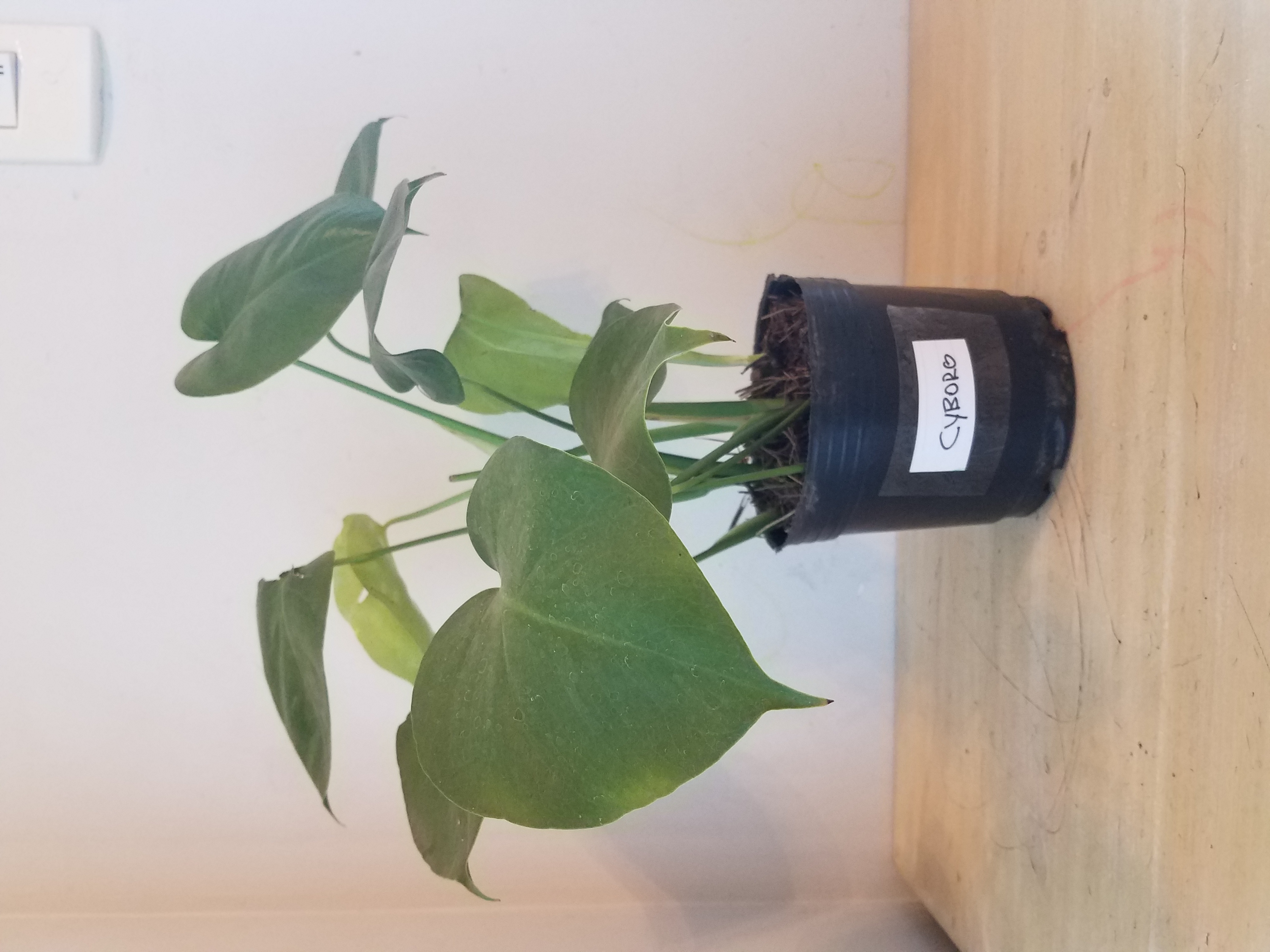 Photo of the plant species Anthurium Papillilaminum × Luxurians Ximeportilla by Barbara named Cyborg on Greg, the plant care app