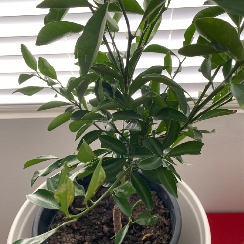 Photo of the plant species Giant Bamboo by Valarie anne named Calamansi on Greg, the plant care app