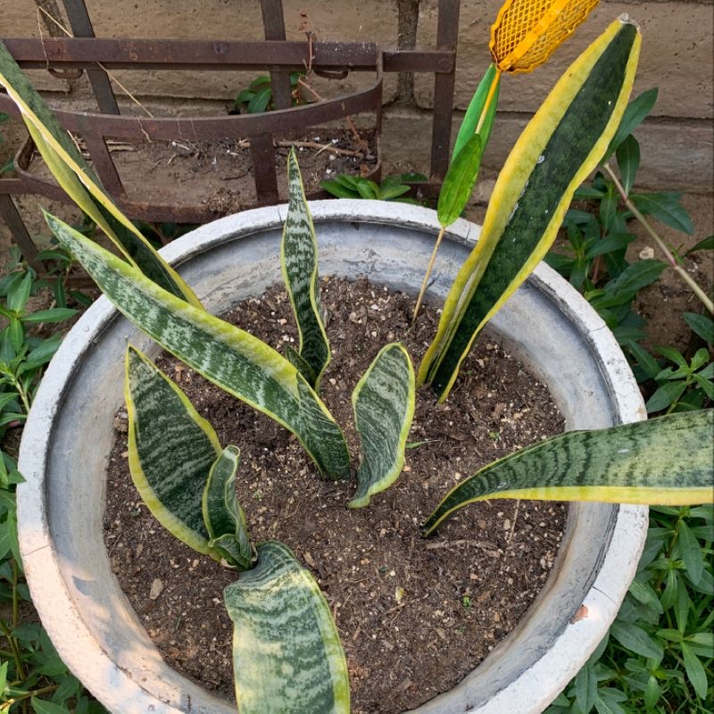 Photo of the plant species Flamingo Hoya by Alyssa named Austen on Greg, the plant care app