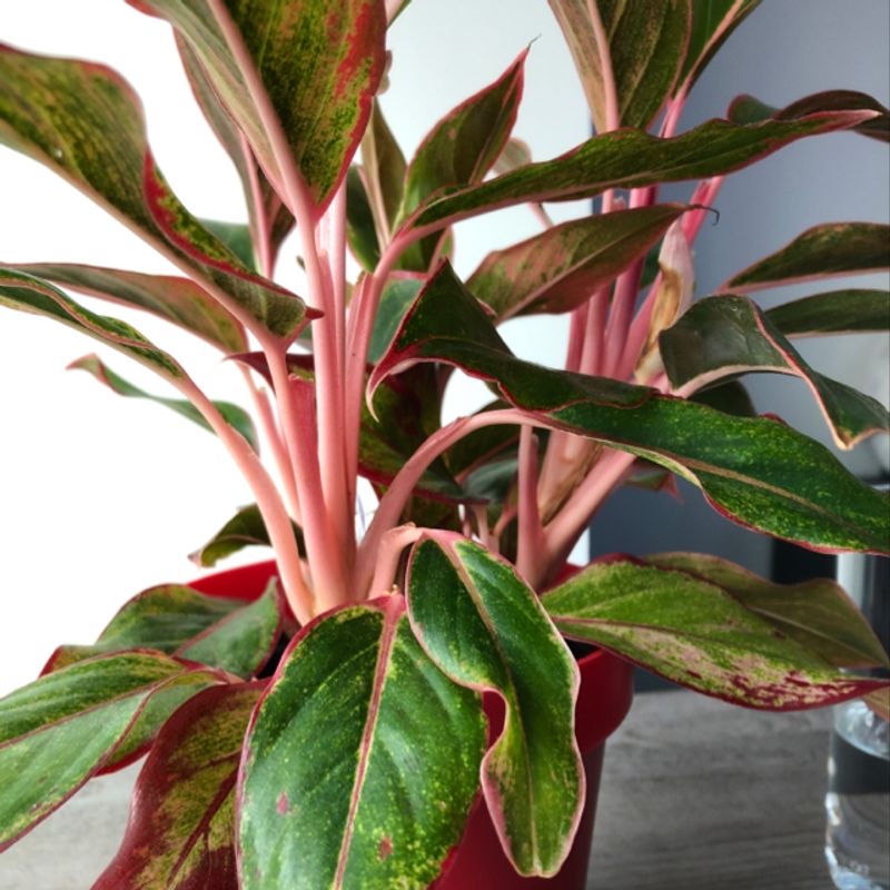 Photo of the plant species Fairy lotus by Lucas named Suryi on Greg, the plant care app