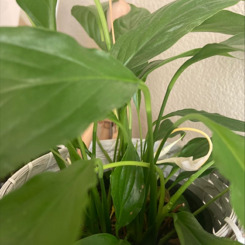 Close-up of healthy, vibrant green peace lily leaves, characteristic of a well-cared for Spathiphyllum plant.