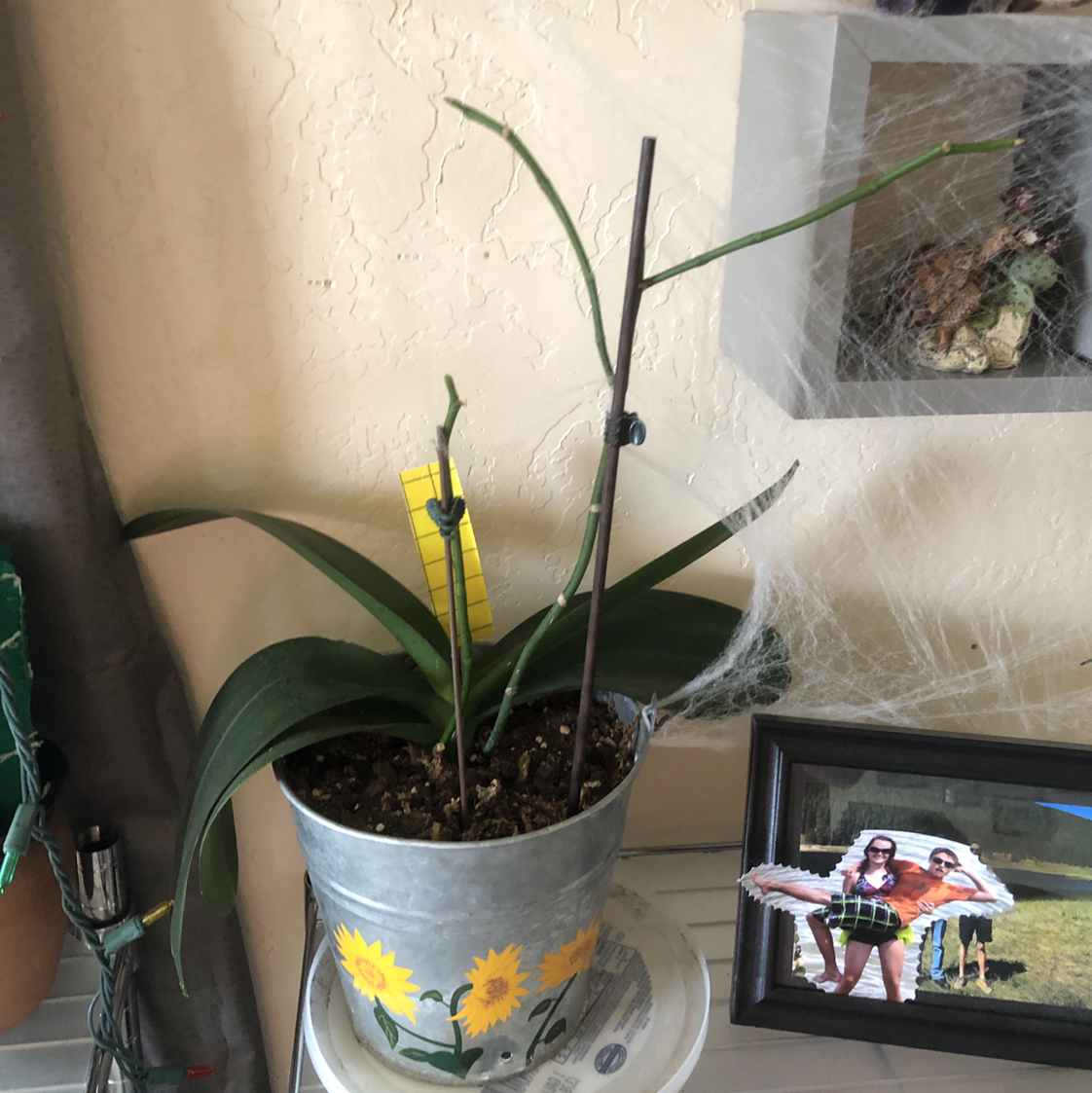 Jewel Orchid in a pot with sunflower decorations, supported by a stake, with a yellow ruler for scale.