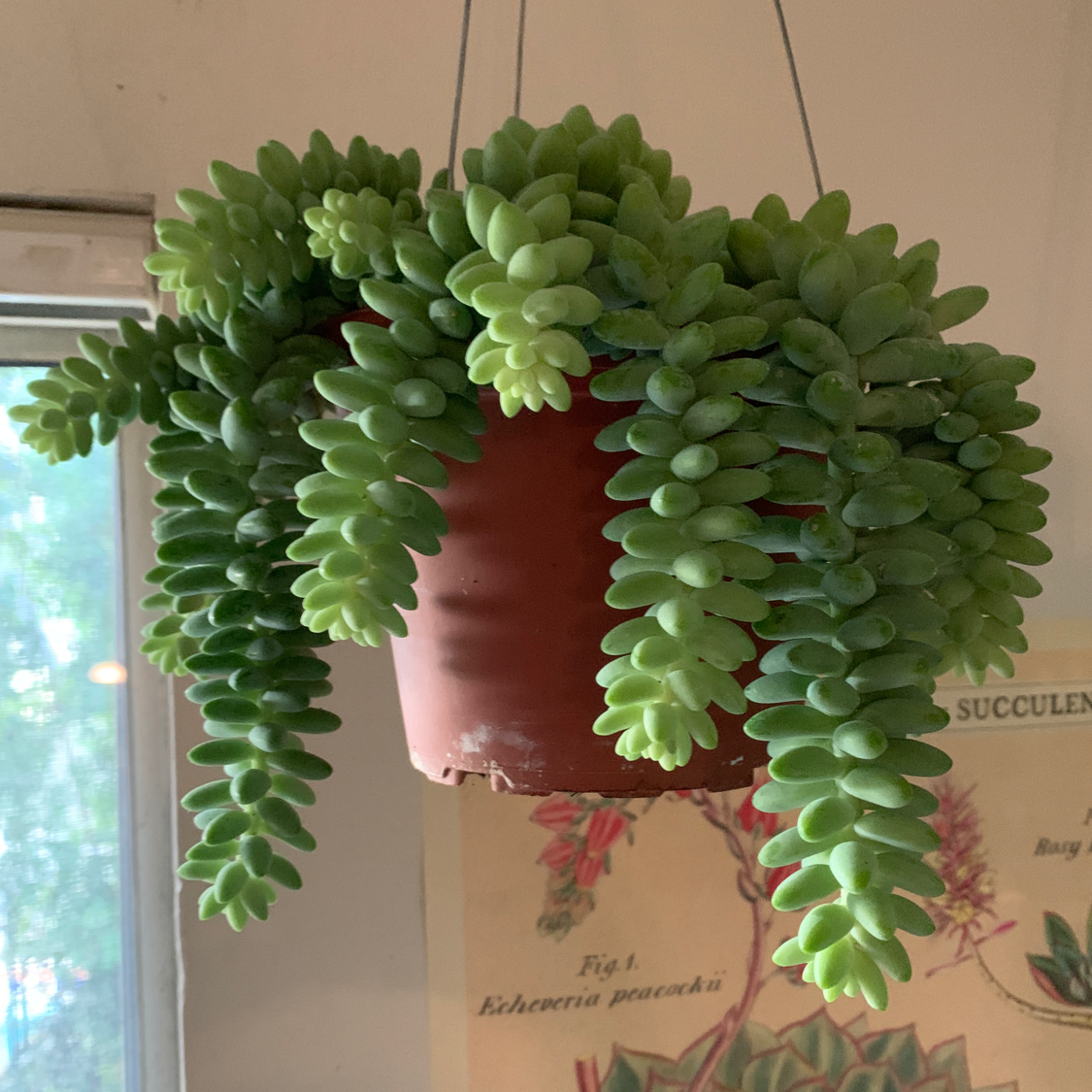 Healthy Burro's Tail succulent with trailing stems covered in plump green overlapping leaves, in a hanging terra cotta pot.