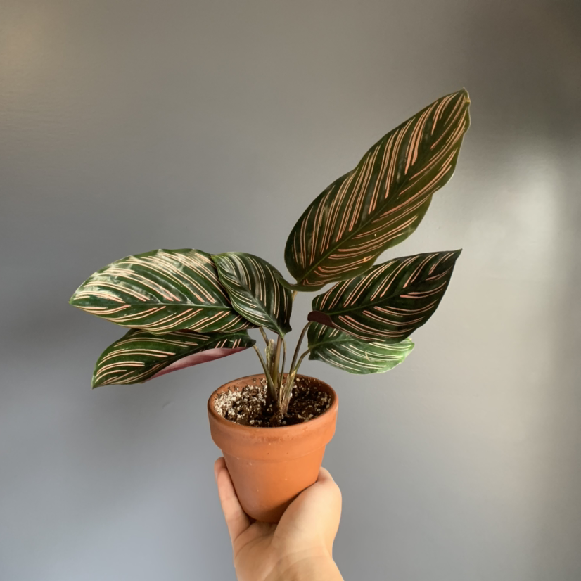 Pinstripe Calathea plant in a terracotta pot held by a hand, with patterned leaves.