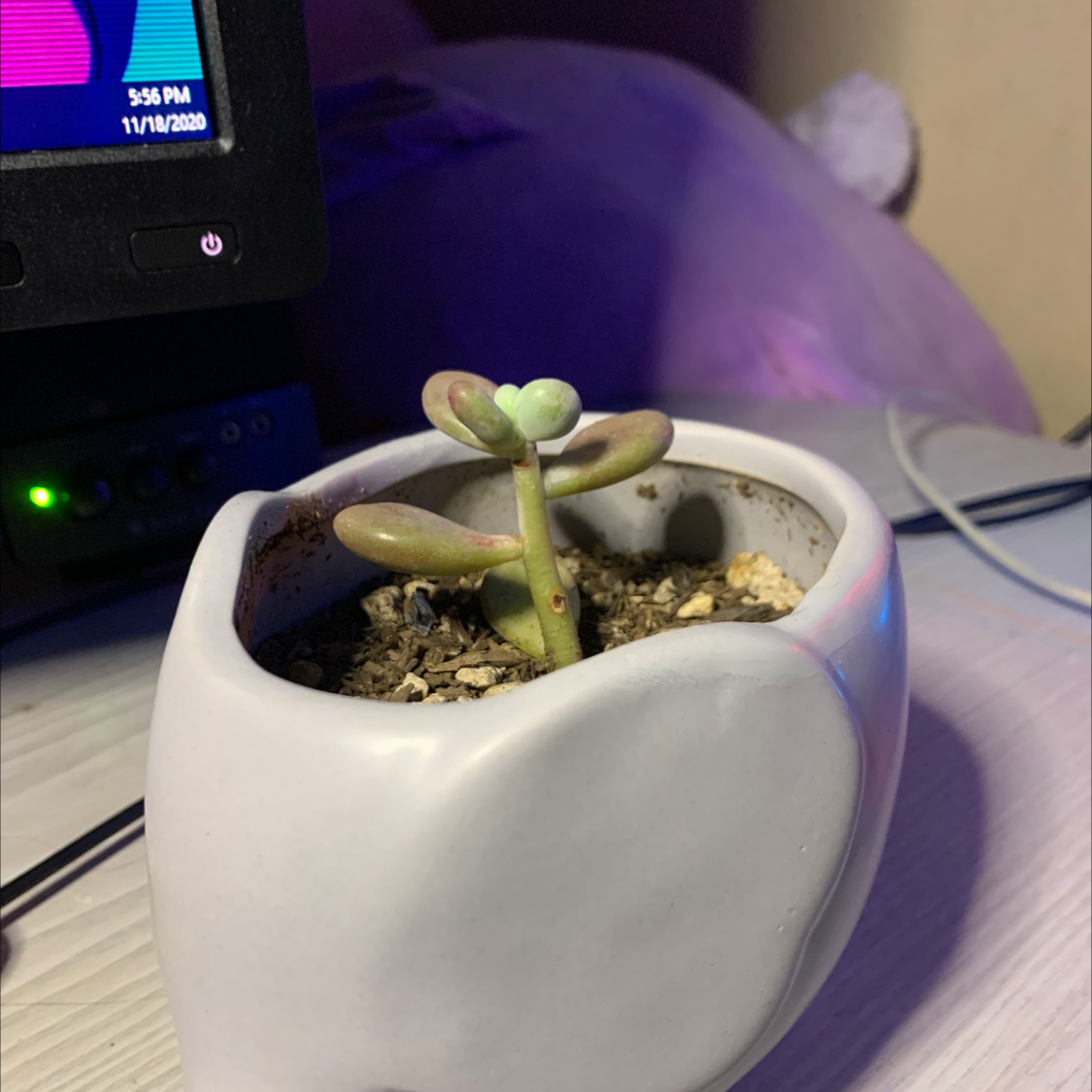 Jelly Bean Plant in a white pot with some leaf discoloration.