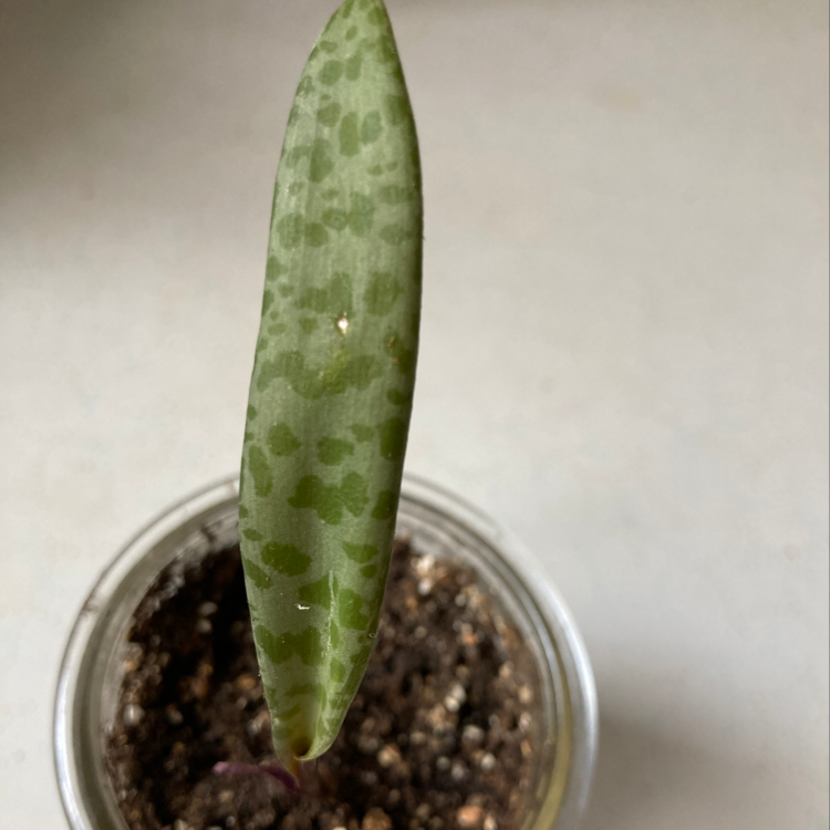 Close-up of a Silver Squill leaf in a small pot with visible soil.
