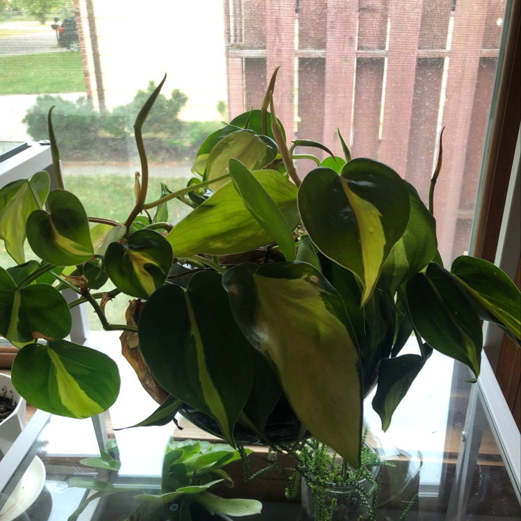 Photo of the plant species Hoya Caudata Silver by Molly named Zeus on Greg, the plant care app
