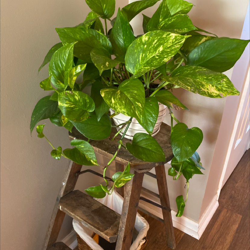 Jade Pothos plant photo by @harrytheplant named McKinley on Greg, the plant care app.
